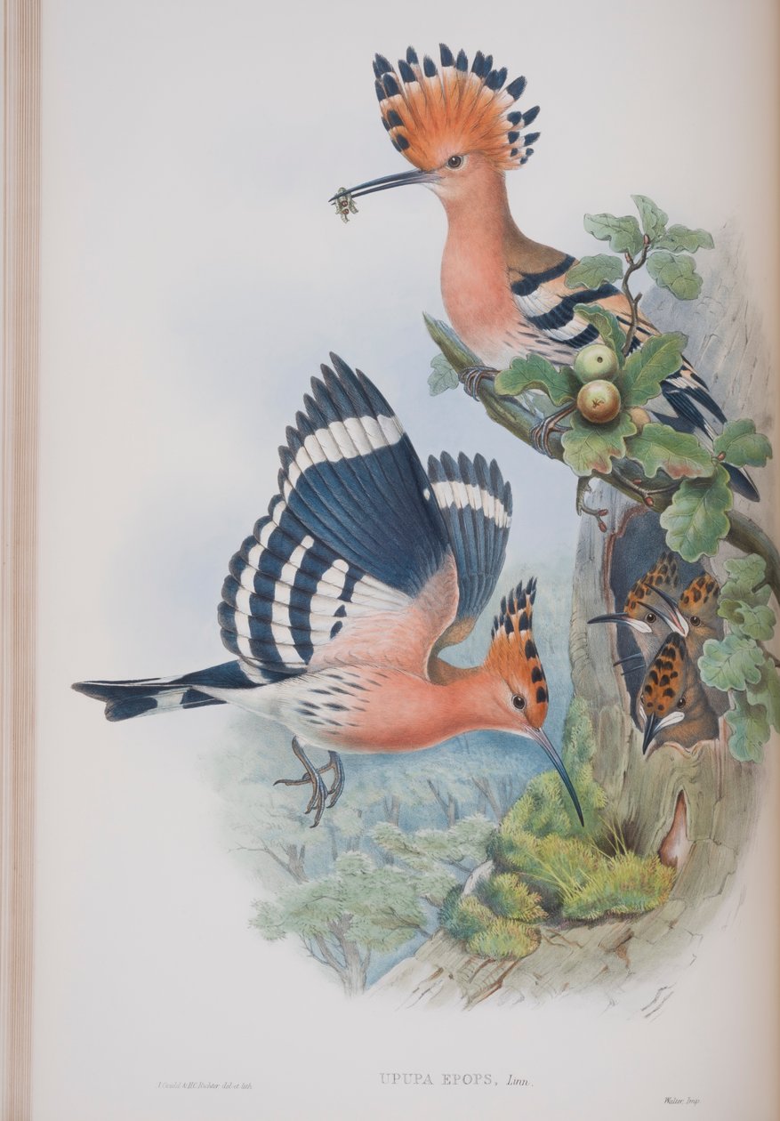 Upupa Epops，来自英国鸟类的约翰古尔德，1862-73出版（手工彩色光刻） 作者 约翰·古尔德