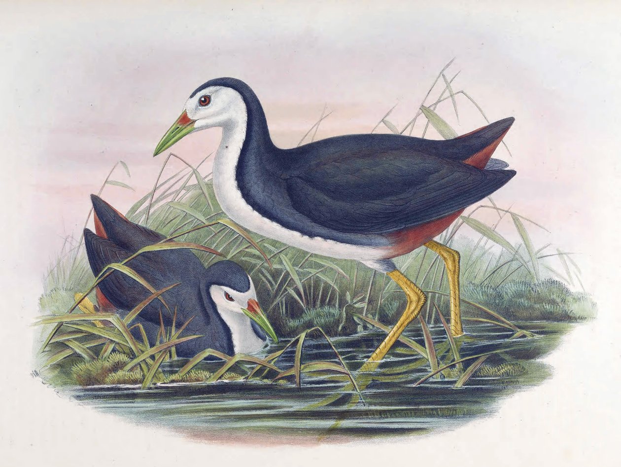白胸Waterhen Amaurornis phoenicurus（Pennant） 作者 约翰·古尔德