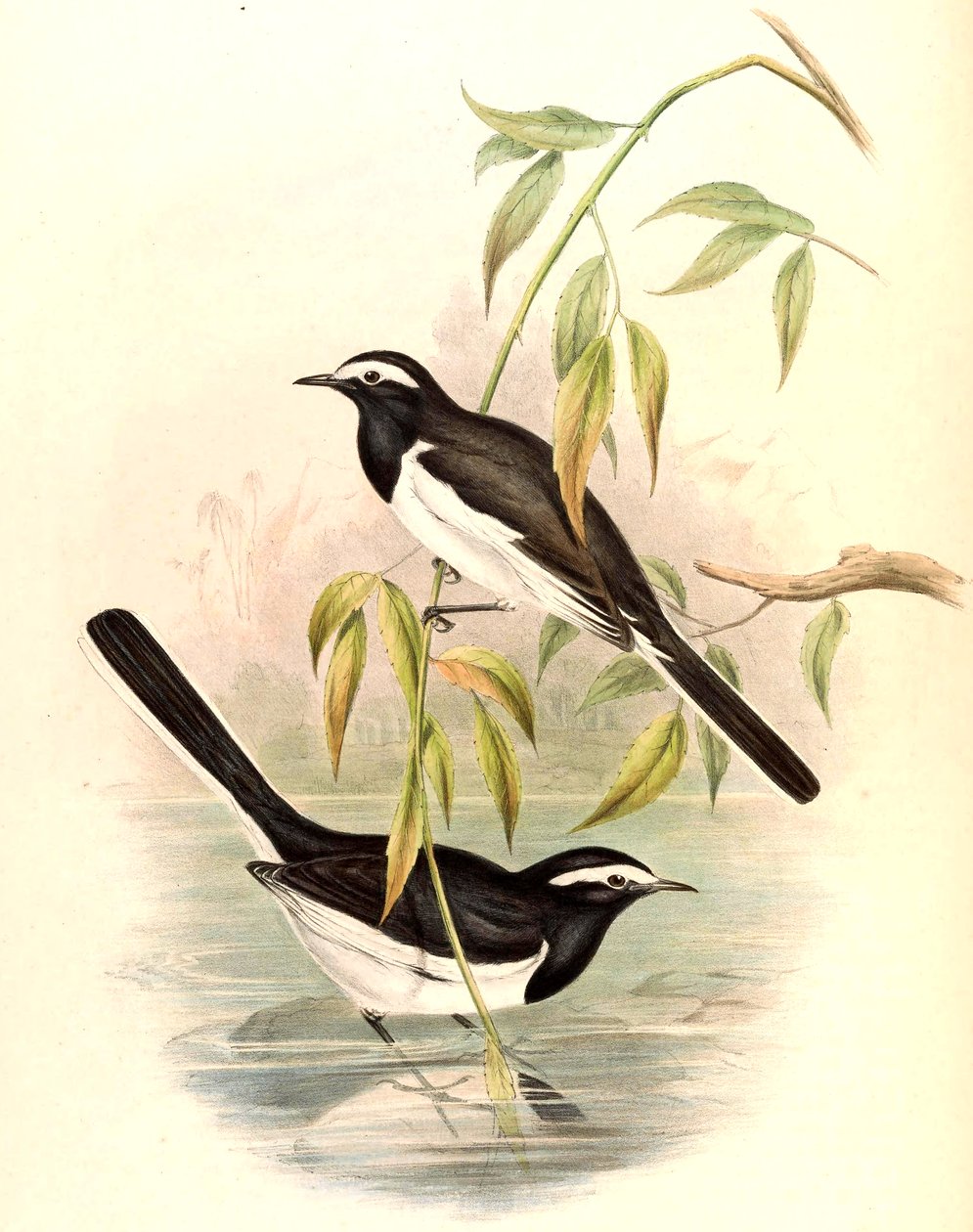 白眉Wa（大染色Wa）Motacilla maderaspatensis Gmelin 作者 约翰·古尔德
