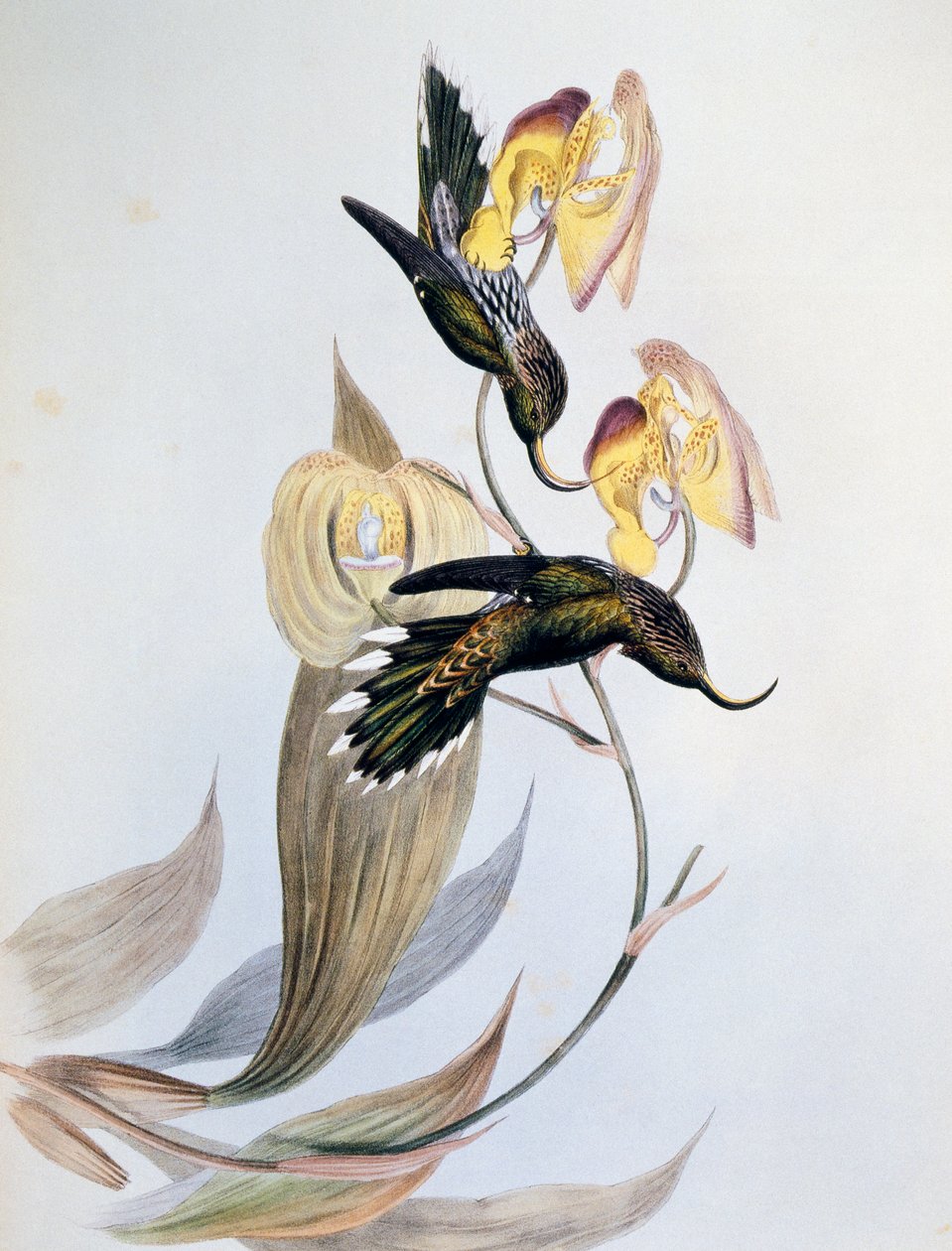 白头翁(Eutoxeres aquila) 作者 约翰·古尔德