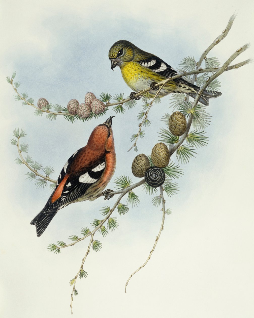 白翅十字鹦鹉（Loxia leucoptera），约翰-古尔德的雕刻作品 作者 约翰·古尔德