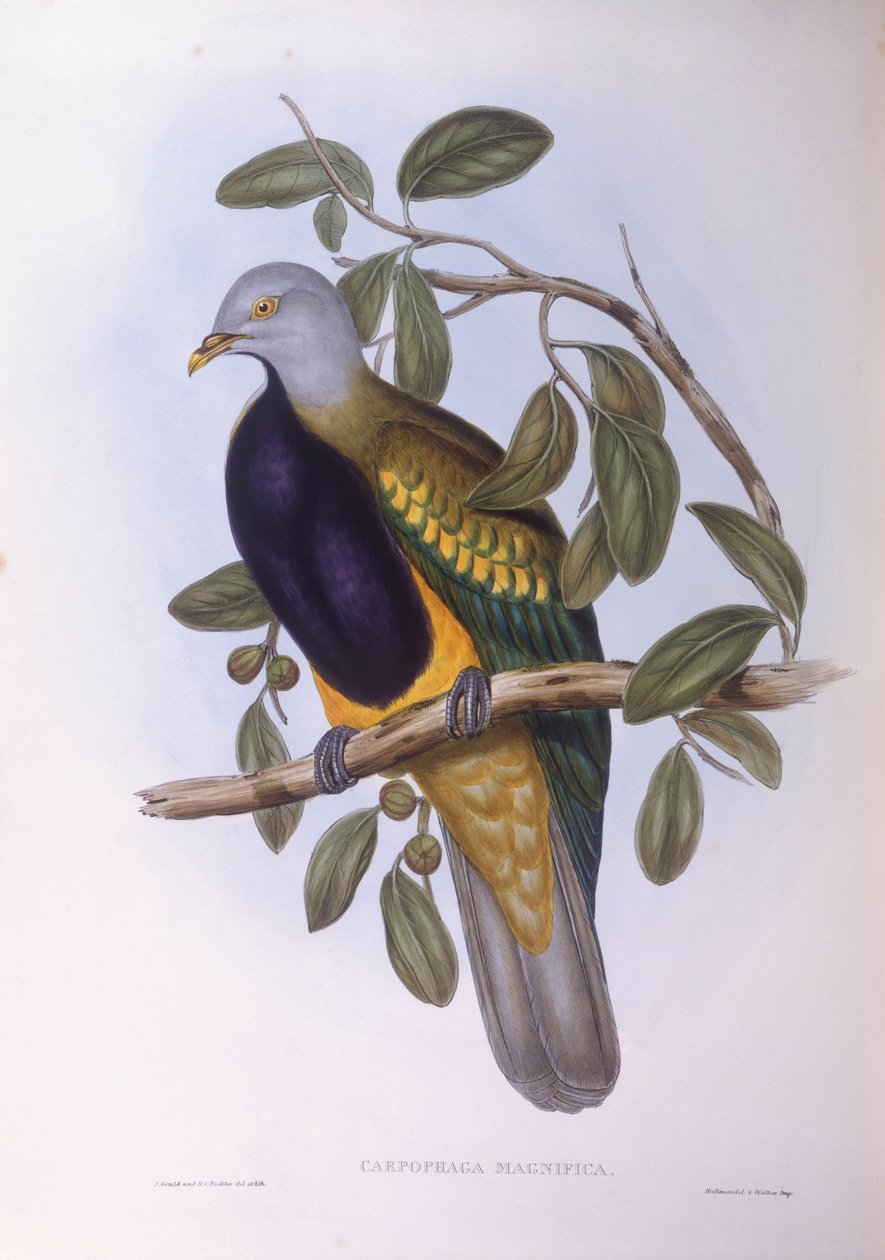 Wompoo果鸽（Ptilinopus magnificus），约翰-古尔德的雕刻作品 作者 约翰·古尔德