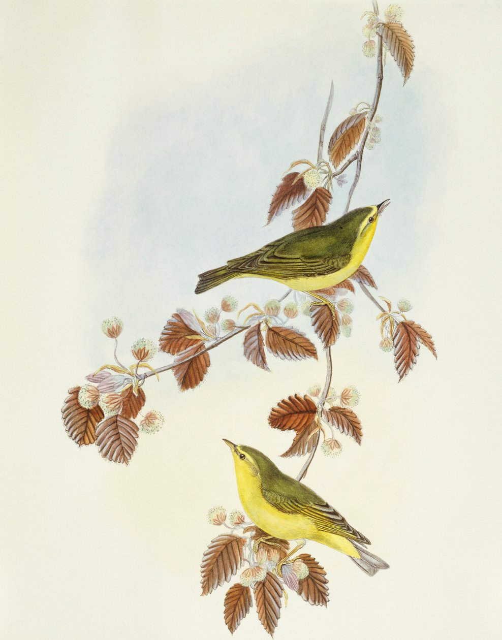 木莺（Phylloscopus sibilatrix），约翰-古尔德的雕刻作品 作者 约翰·古尔德