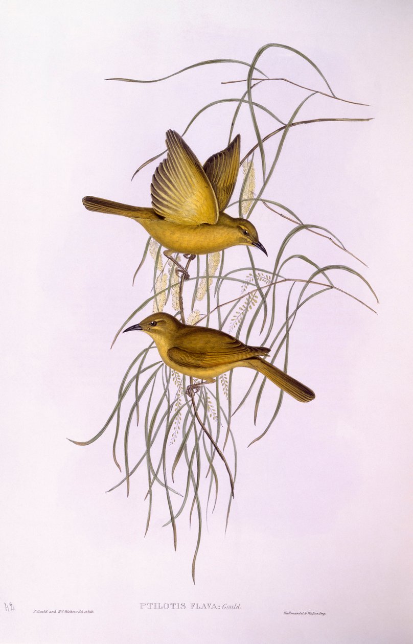 黄蜂鸟（Lichenostomus flavus），John Gould的雕刻作品 作者 约翰·古尔德