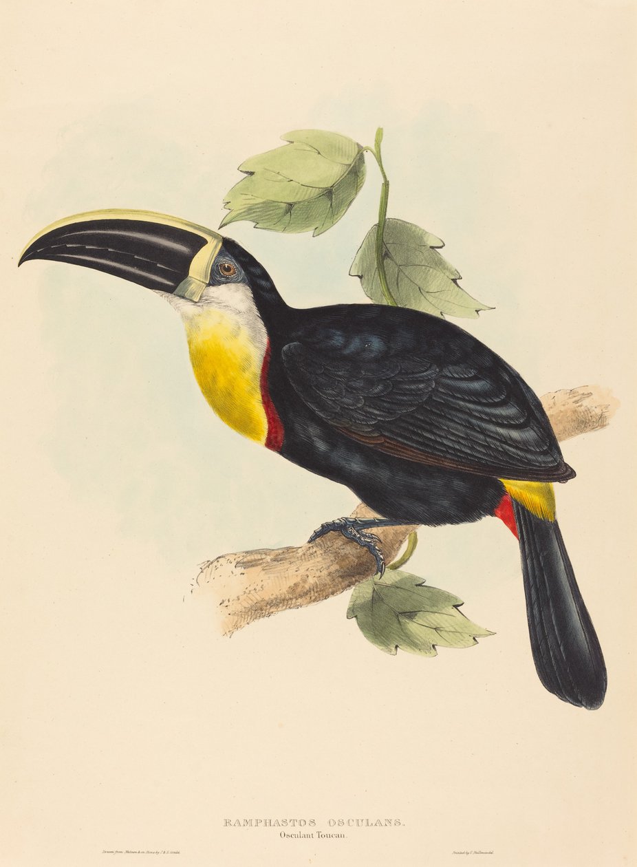 震旦巨嘴鸟（Ramphastos osculans）。 作者 约翰古尔德和伊丽莎白古尔德