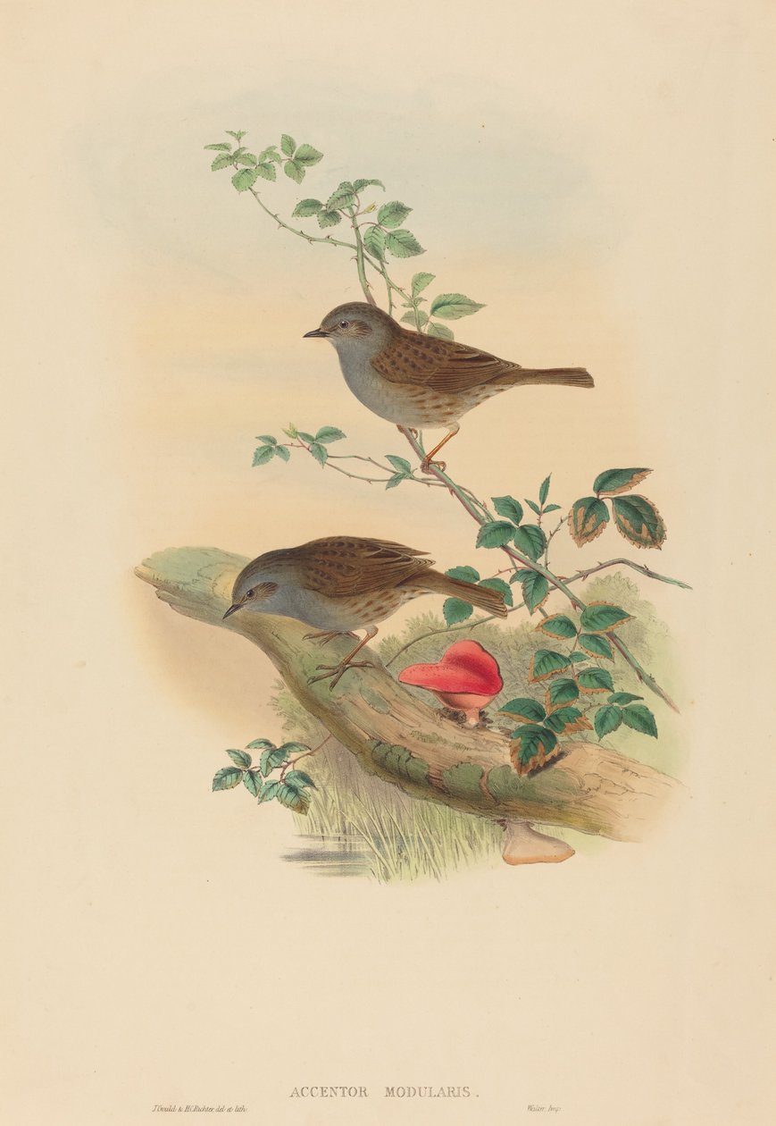Accentor modularis (Dunnock) 作者 约翰·古尔德和 HC Richter