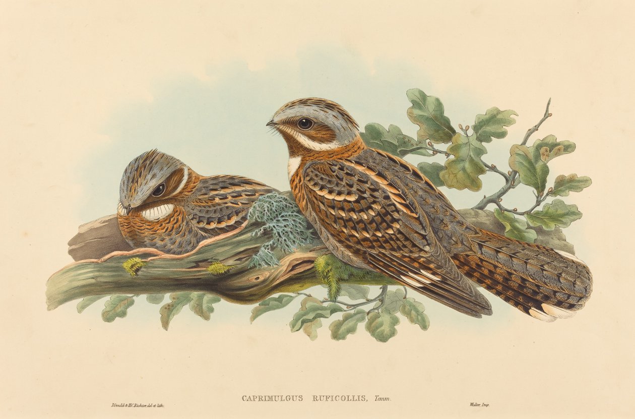 卡普瑞格（Caprimulgus ruficollis） 作者 约翰·古尔德和 HC Richter