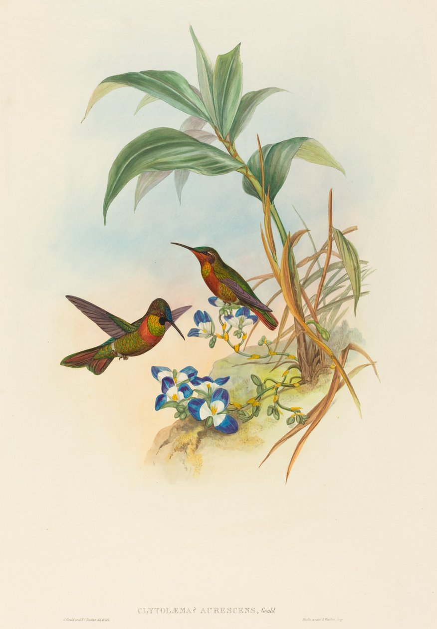 Clytolaema aurescens（带状红宝石或古尔德红宝石）。 作者 约翰·古尔德和 HC Richter