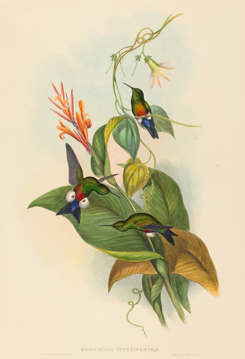 Eriocnemis cupreiventris (Coppery-vented Puff-Leg) (铜通风管袖珍鼠) 作者 约翰·古尔德和 HC Richter