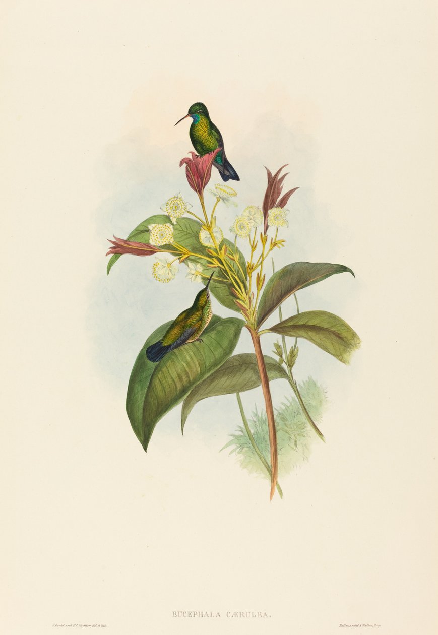 蓝冠蓝宝石(Eucephala caerulea) 作者 约翰·古尔德和 HC Richter