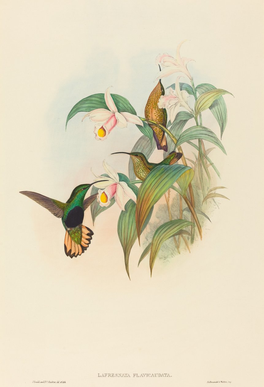 水尾茸毛鸟（Lafresnaya flavicaudata）（Buff-tailed Velvet-breast）。 作者 约翰·古尔德和 HC Richter