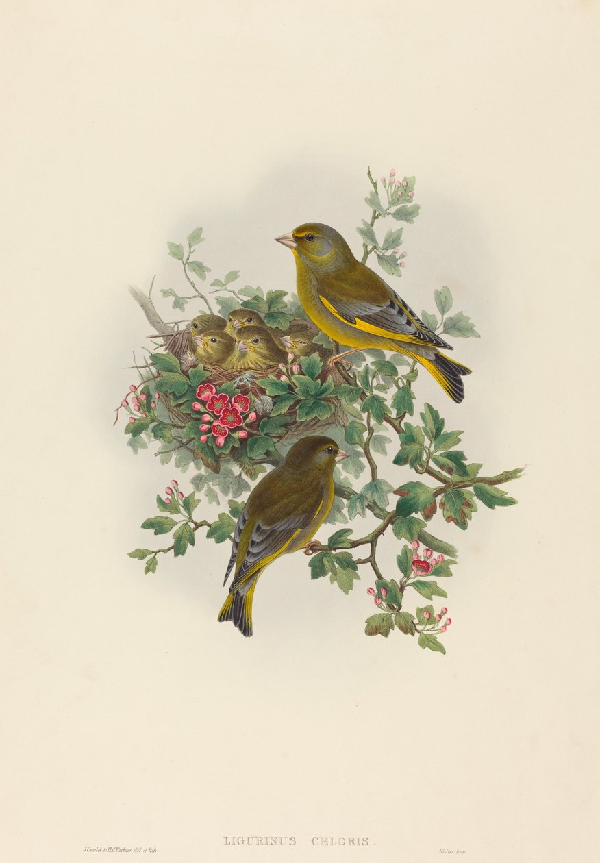 Ligurinus chloris (Greenfinch) 作者 约翰·古尔德和 HC Richter