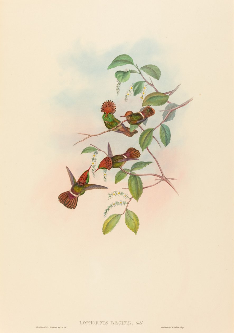 Lophornas reginae (Spangled Coquette) 作者 约翰·古尔德和 HC Richter