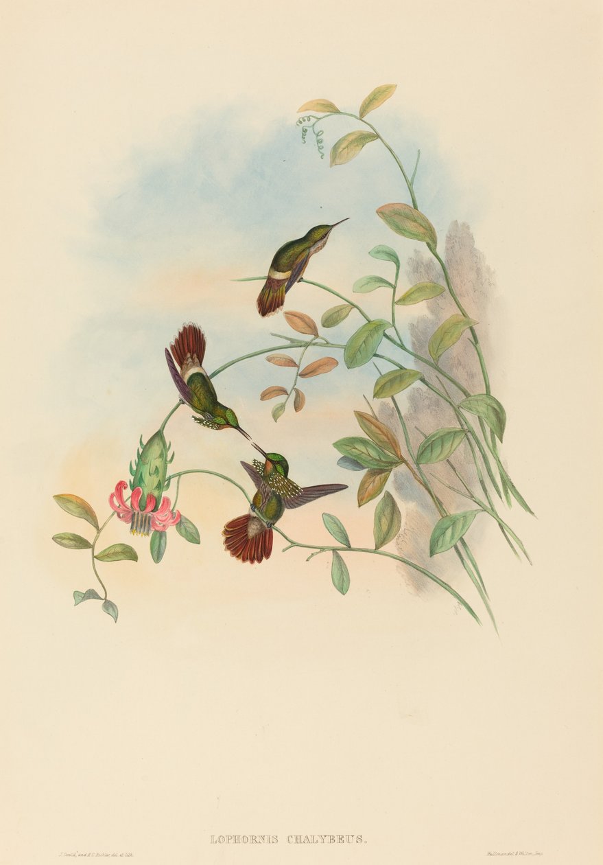 节日之花（Lophornis chalybeus）（Festive Coquette 作者 约翰·古尔德和 HC Richter
