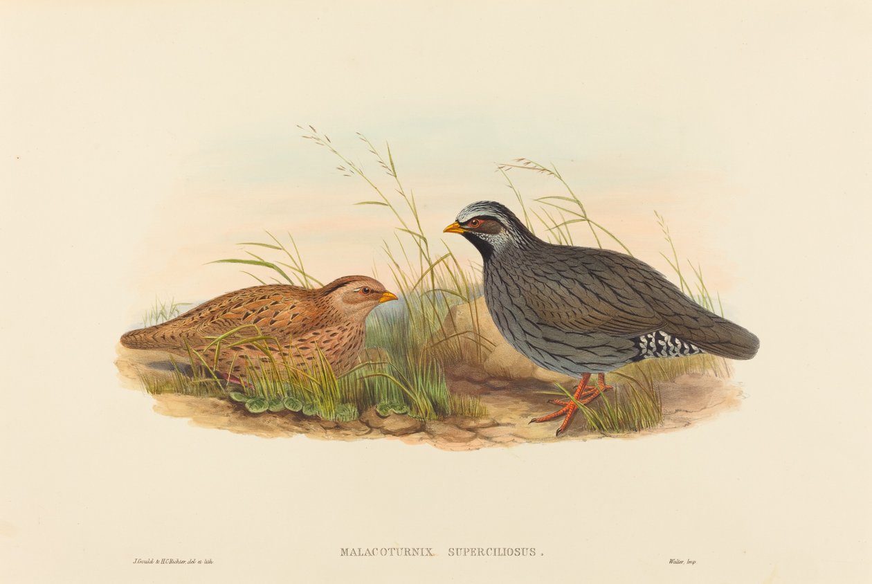 山鹑(Malacoturnix superciliosus) 作者 约翰·古尔德和 HC Richter