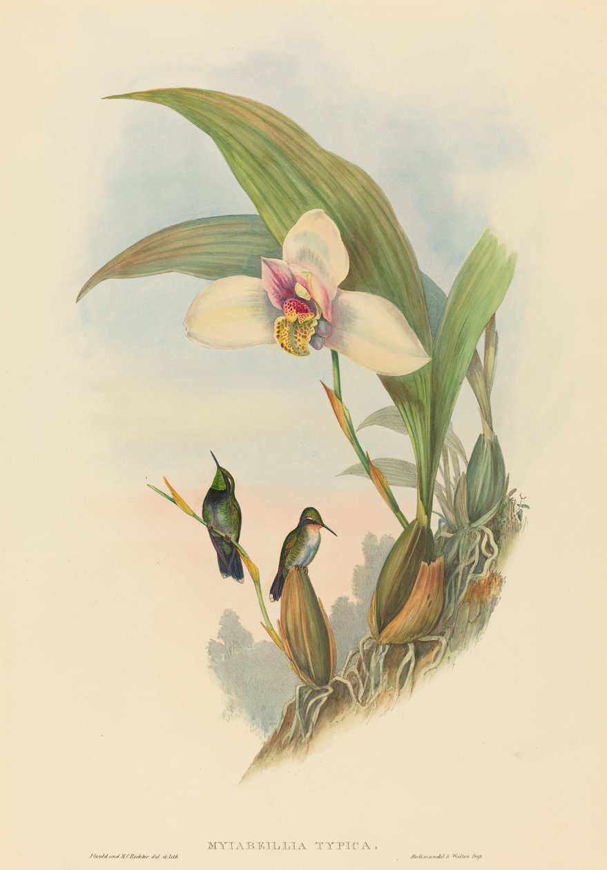 阿贝勒蜂鸟(Myiabeillia typica) 作者 约翰·古尔德和 HC Richter
