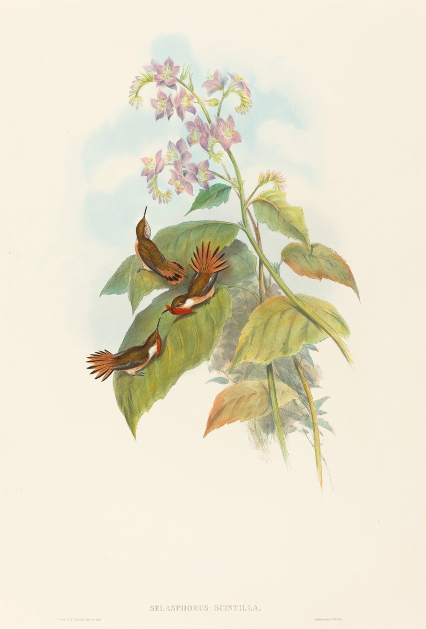 闪烁蜂鸟（Selashorus scintilla） 作者 约翰·古尔德和 HC Richter