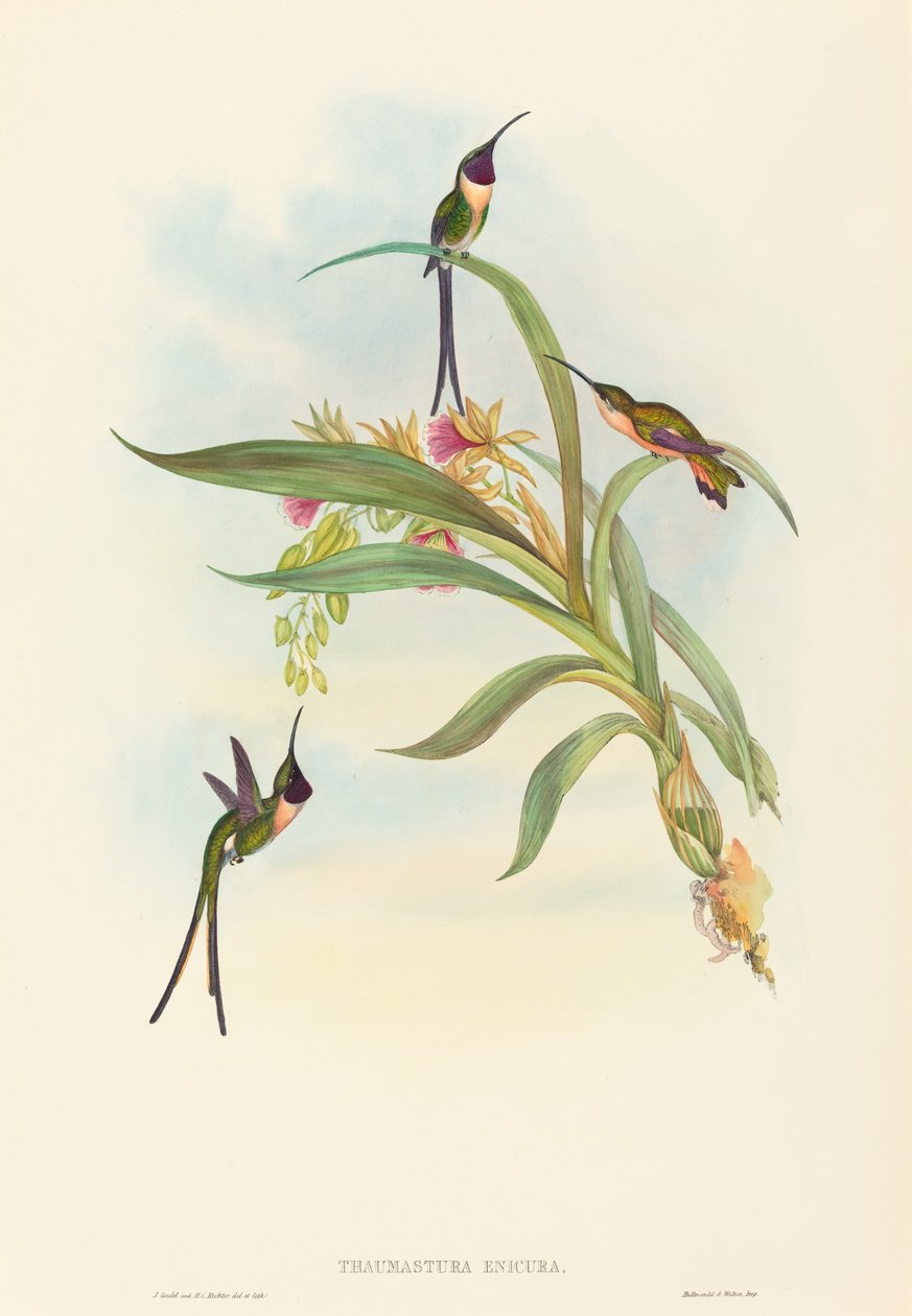 纤细剪尾鱼(Tharmastura enicura) 作者 约翰·古尔德和 HC Richter