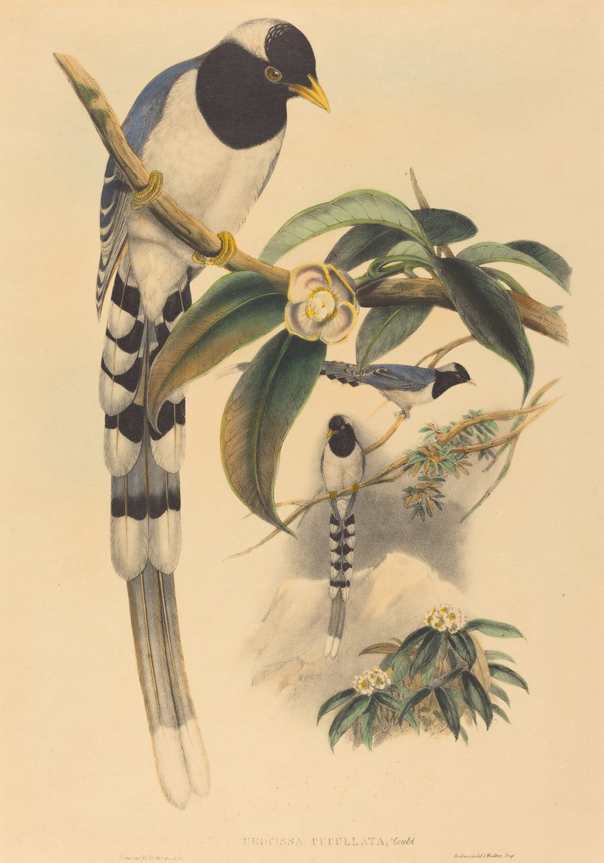 葫芦娃(Urocissa cucullata) 作者 约翰·古尔德和 HC Richter