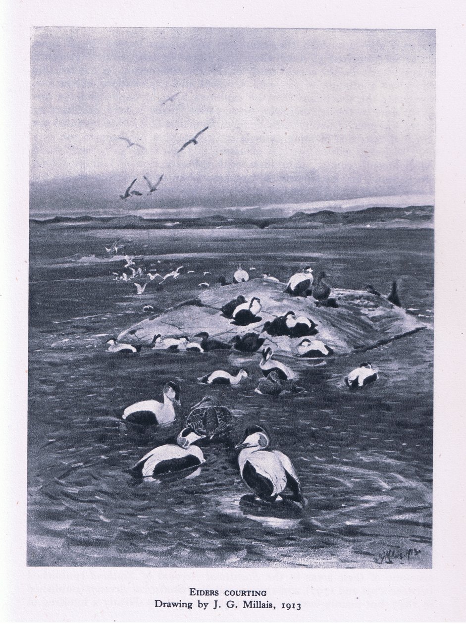 1946年，柯林斯出版了“英国自然”杂志 作者 约翰·吉列·米莱斯