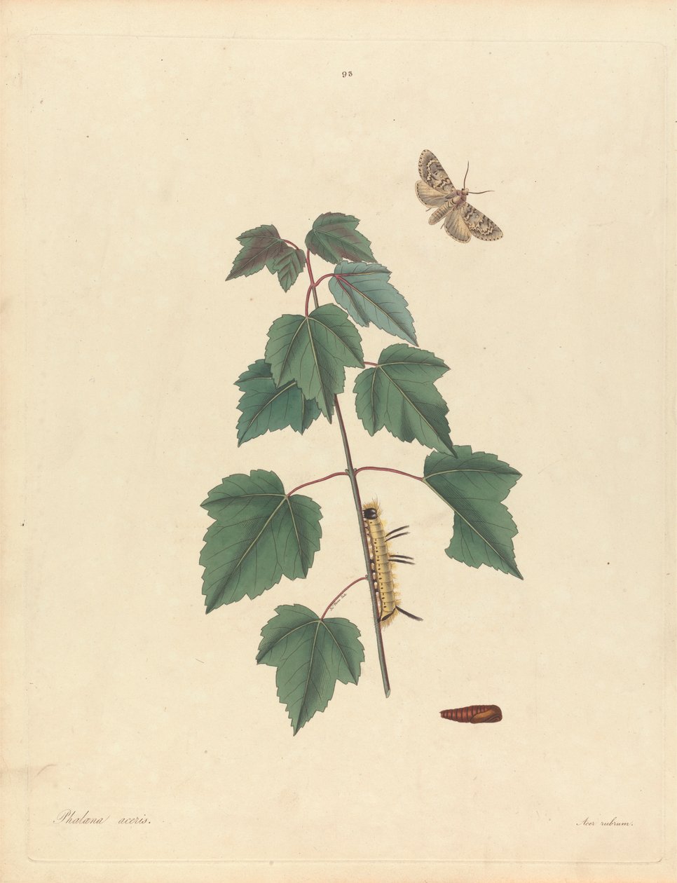 蝴蝶兰。 Acer Rubrum（灰枫蛾、红枫），第 93 版，来自 James Edward Smith，“乔治亚州稀有鳞翅目昆虫的自然历史”，伦敦，1797 年 作者 老约翰哈里斯