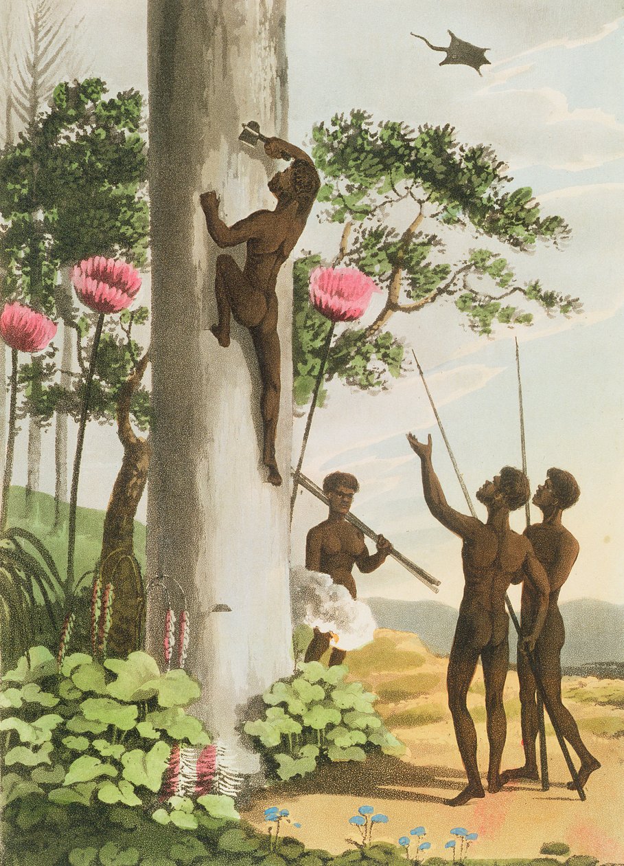 攀爬树木，新南威尔士州的原住民由Matthew Dubourg（fl.1813-1820）酒吧雕刻。 1813 作者 约翰·海维赛德·克拉克