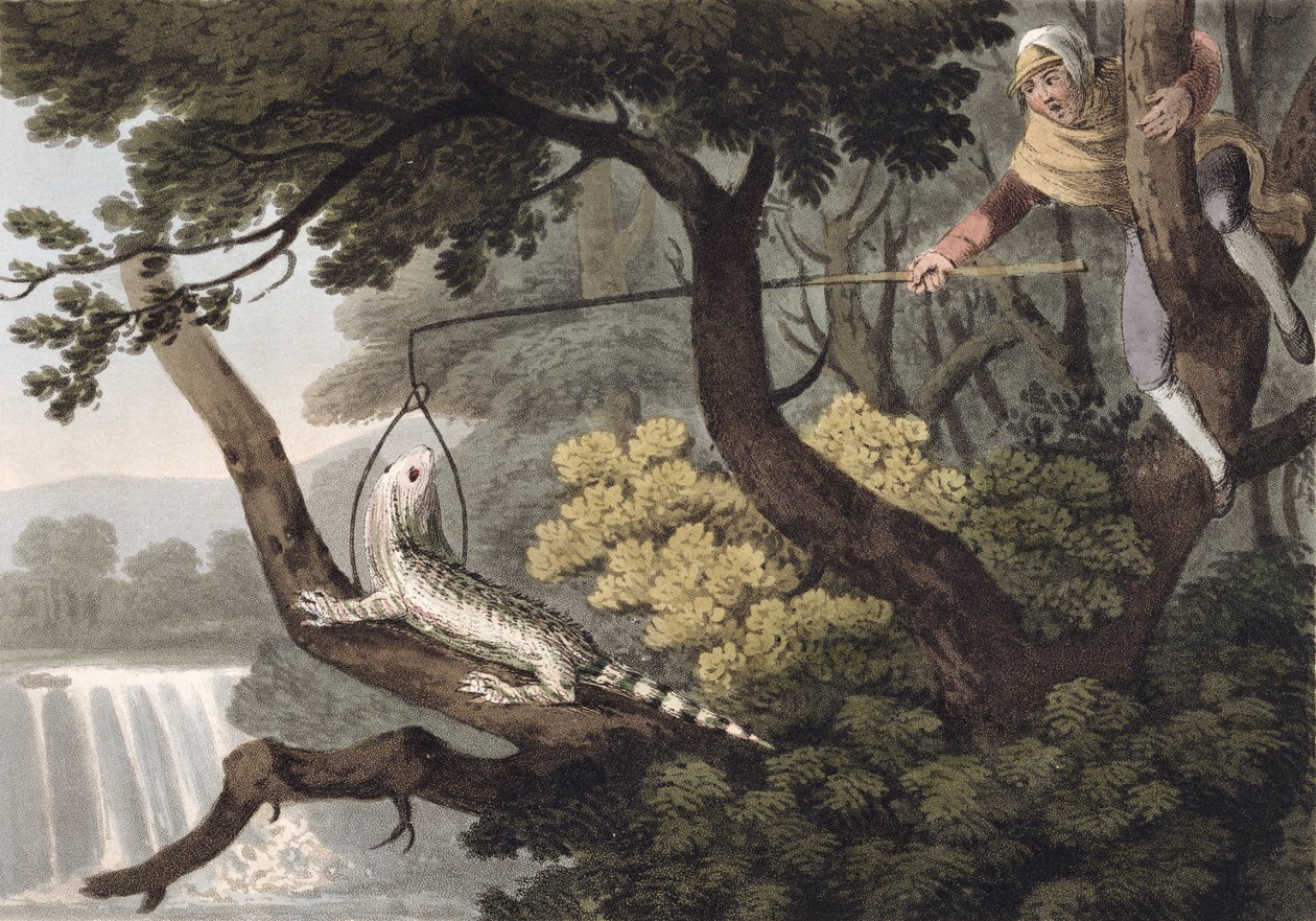 墨西哥蜥蜴捕手，由Matthew Dubourg（1785-1820）刻，由Edward Orme出版，1813年 作者 约翰·海维赛德·克拉克