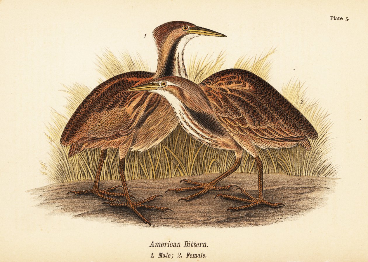 American bittern, Botaurus lentiginosus, male 1, female 2 作者 约翰·詹姆斯（后）奥杜邦