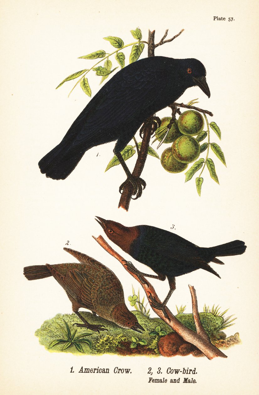 美国乌鸦，Corvus brachyrnchos 1，和棕头牛鸟，Molothrus ater，女性2，男性3 作者 约翰·詹姆斯（后）奥杜邦