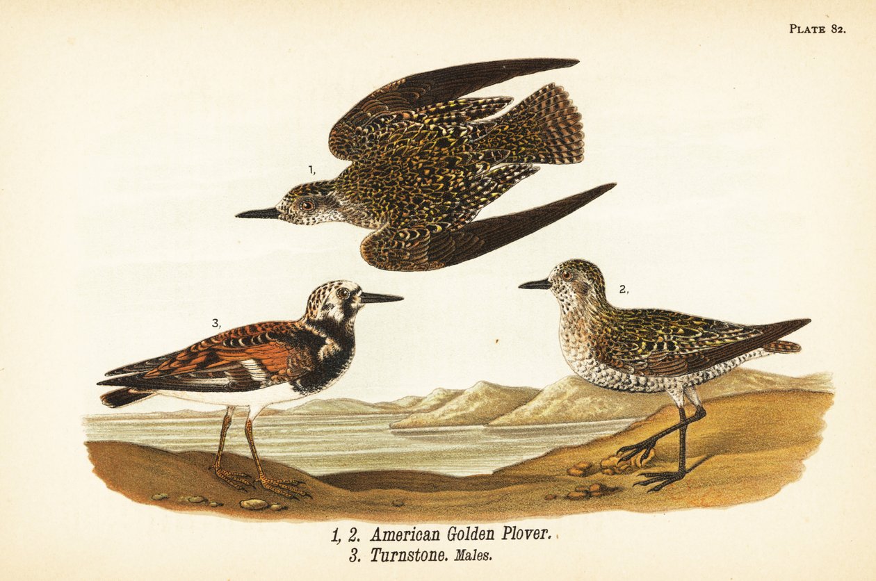 American golden plover, Pluvialis dominica 1,2, and ruddy turnstone, Arenaria interpres turnstone 3 作者 约翰·詹姆斯（后）奥杜邦