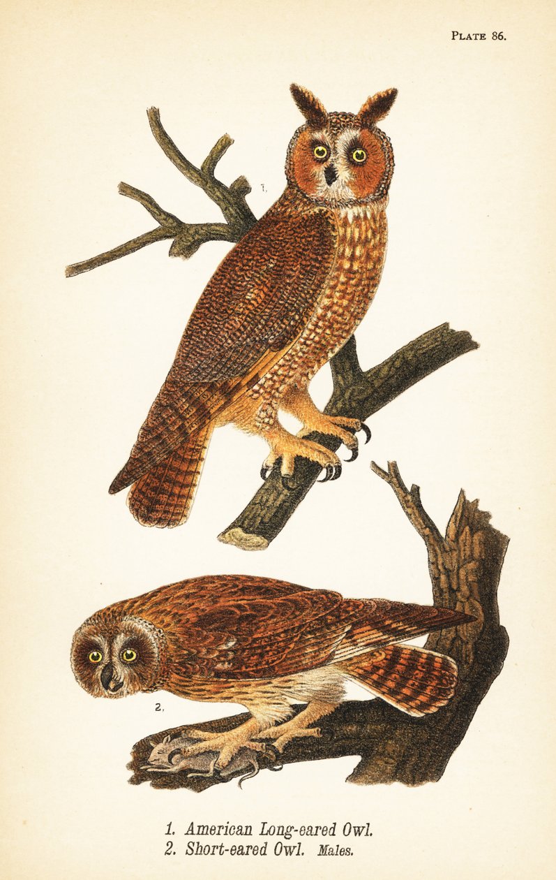 美国长耳猫头鹰 Asio otus 1 和短耳鸮与猎物 Asio flammeus 2，雄性 作者 约翰·詹姆斯（后）奥杜邦