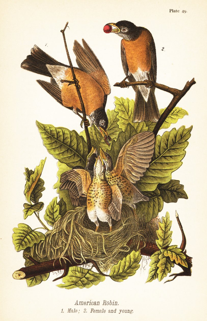 American robin, Turdus migratorius, male 1, female 2 and young in nest 作者 约翰·詹姆斯（后）奥杜邦
