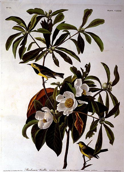 巴赫曼莺，出自《美国鸟类》，由罗伯特-哈维尔（1793-1878）1833年雕刻（彩色雕刻）。 作者 约翰·詹姆斯（后）奥杜邦