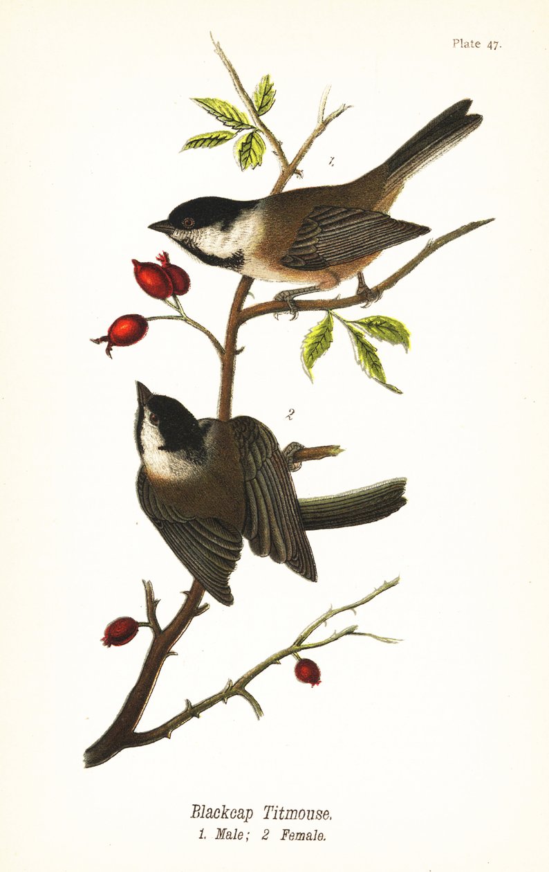黑顶山雀，Poecile atricapillus 作者 约翰·詹姆斯（后）奥杜邦