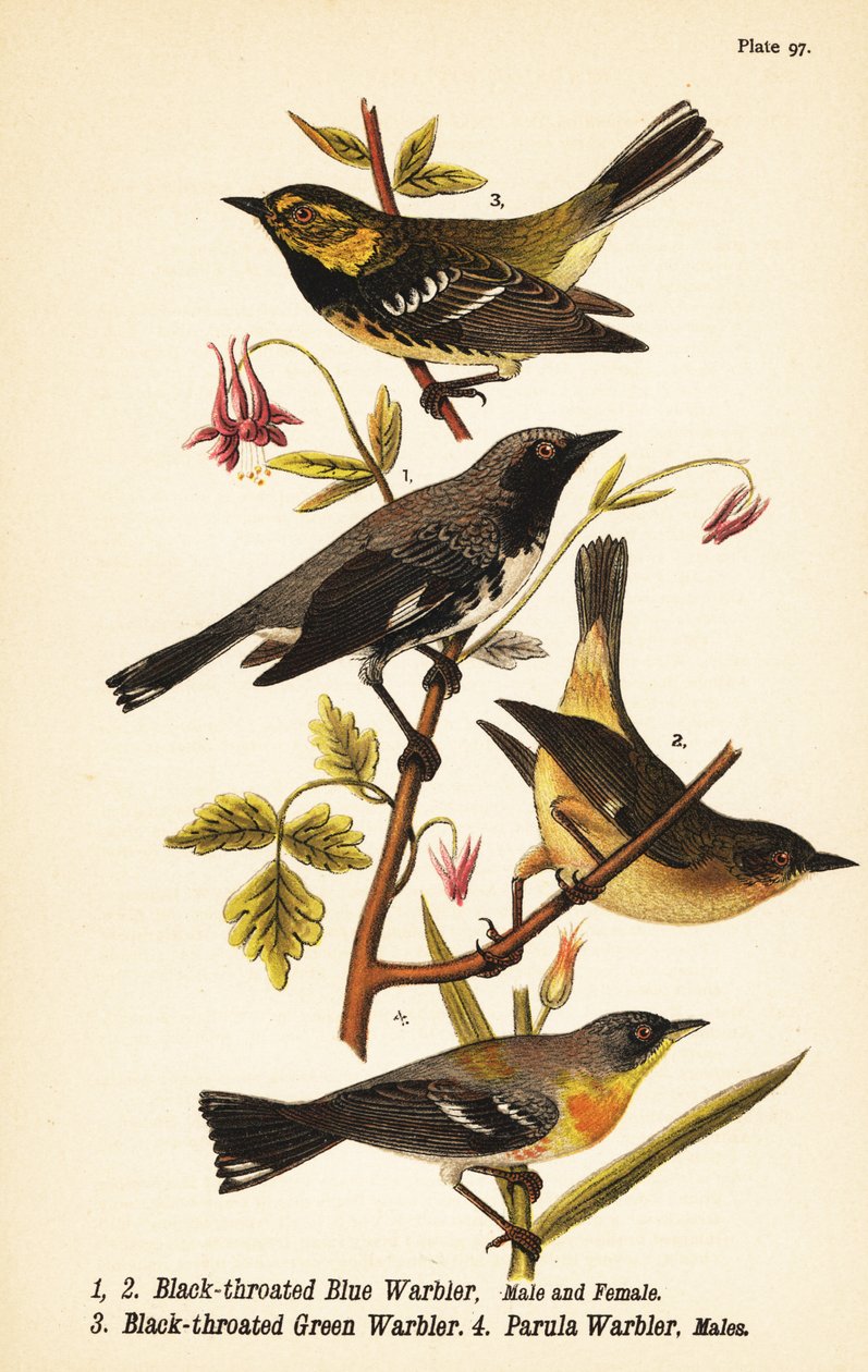 黑喉蓝莺, Setophaga caerulescens 1,2, 黑喉绿莺, Setophaga virens 3 和 Northern parula, Setophaga americana 4 作者 约翰·詹姆斯（后）奥杜邦