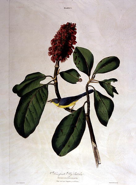 波拿巴捕蝇者，选自《美洲鸟类》，由威廉-家-利扎斯（1788-1859）雕刻（彩色雕刻）。 作者 约翰·詹姆斯（后）奥杜邦