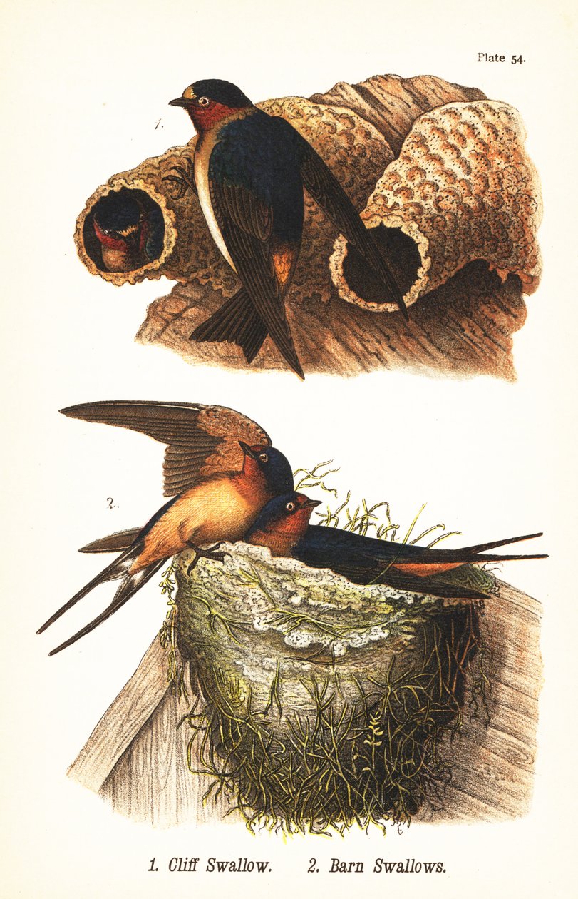 悬崖燕子，Petrochelidon pyrrhonota 1，和谷仓燕子，Hirundo rustica 2 作者 约翰·詹姆斯（后）奥杜邦