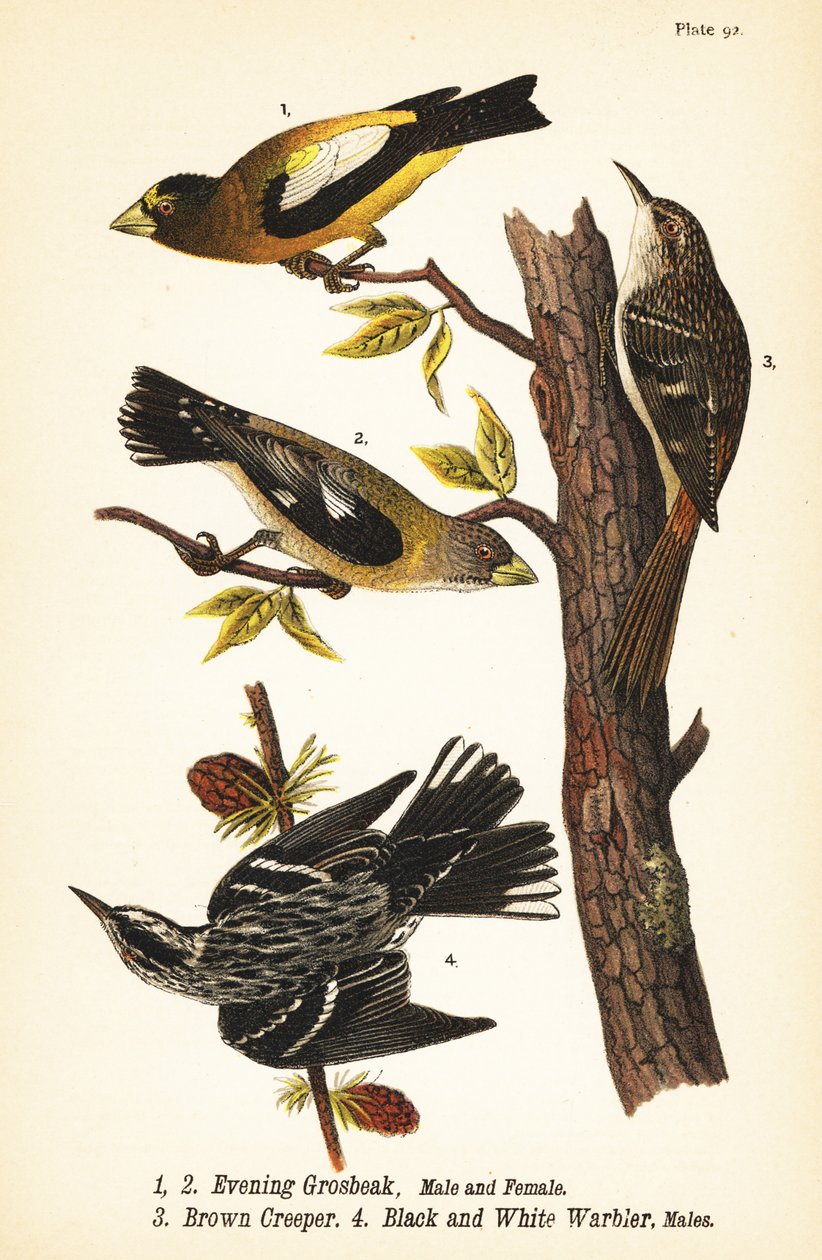 晚霞鸟，Coccothraustes vespertinus 1,2，棕色爬山虎，Certhia americana 3，以及黑白莺，Mniotilta varia 4 作者 约翰·詹姆斯（后）奥杜邦
