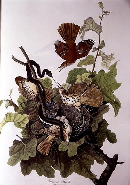 瓦氏鸫，出自《美洲鸟类》，由罗伯特-哈维尔（1793-1878）雕刻（彩色雕刻）。 作者 约翰·詹姆斯（后）奥杜邦