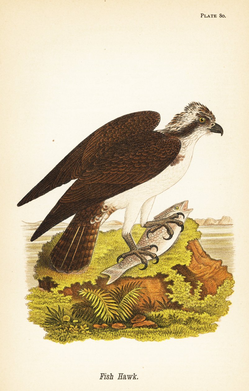 Fish hawk or osprey, Pandion haliaetus 作者 约翰·詹姆斯（后）奥杜邦