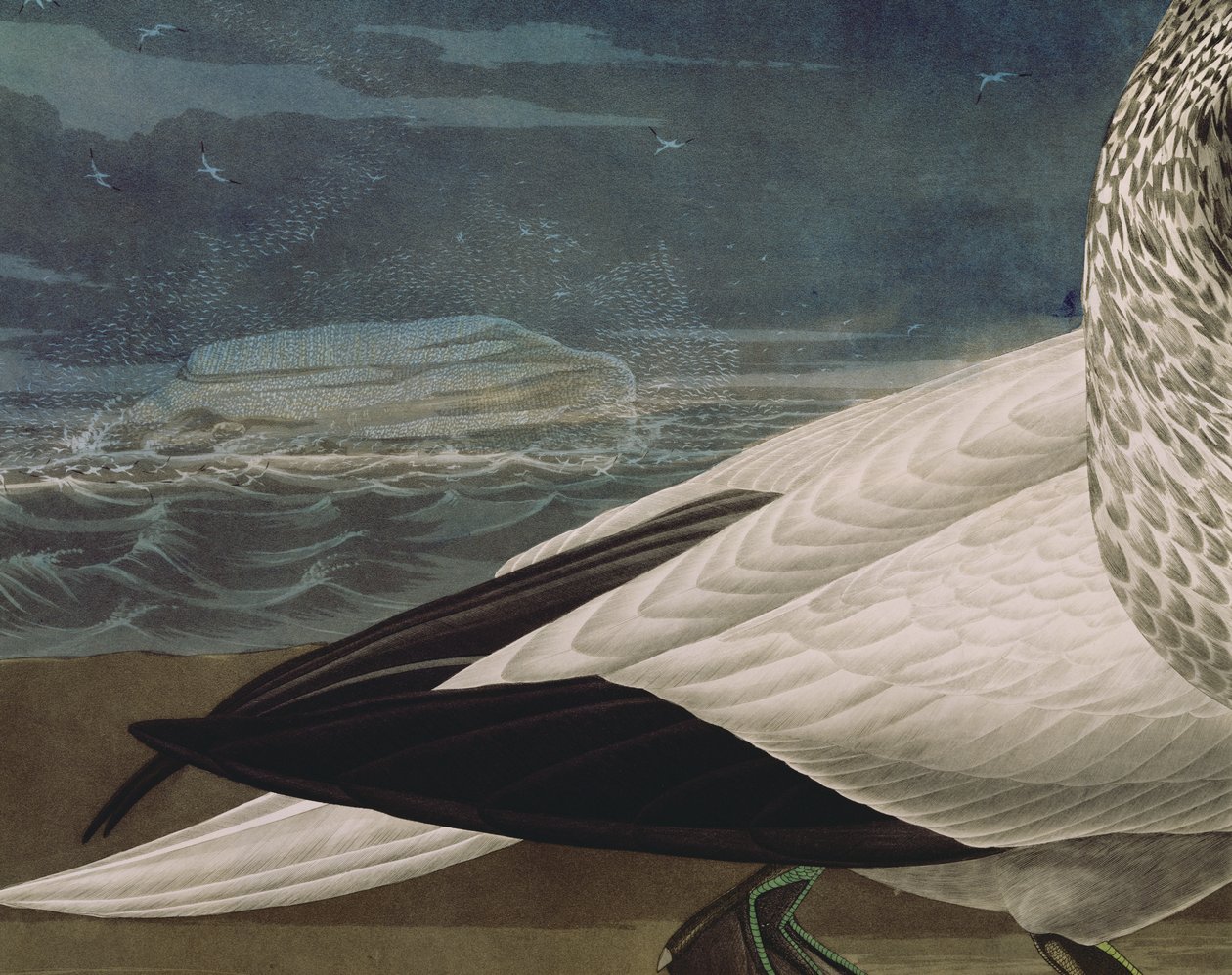 燕鸥，出自《美洲鸟类》，由罗伯特-哈维尔（1793-1878）雕刻，1836年出版（彩色雕刻）（195118的细节）。 作者 约翰·詹姆斯（后）奥杜邦