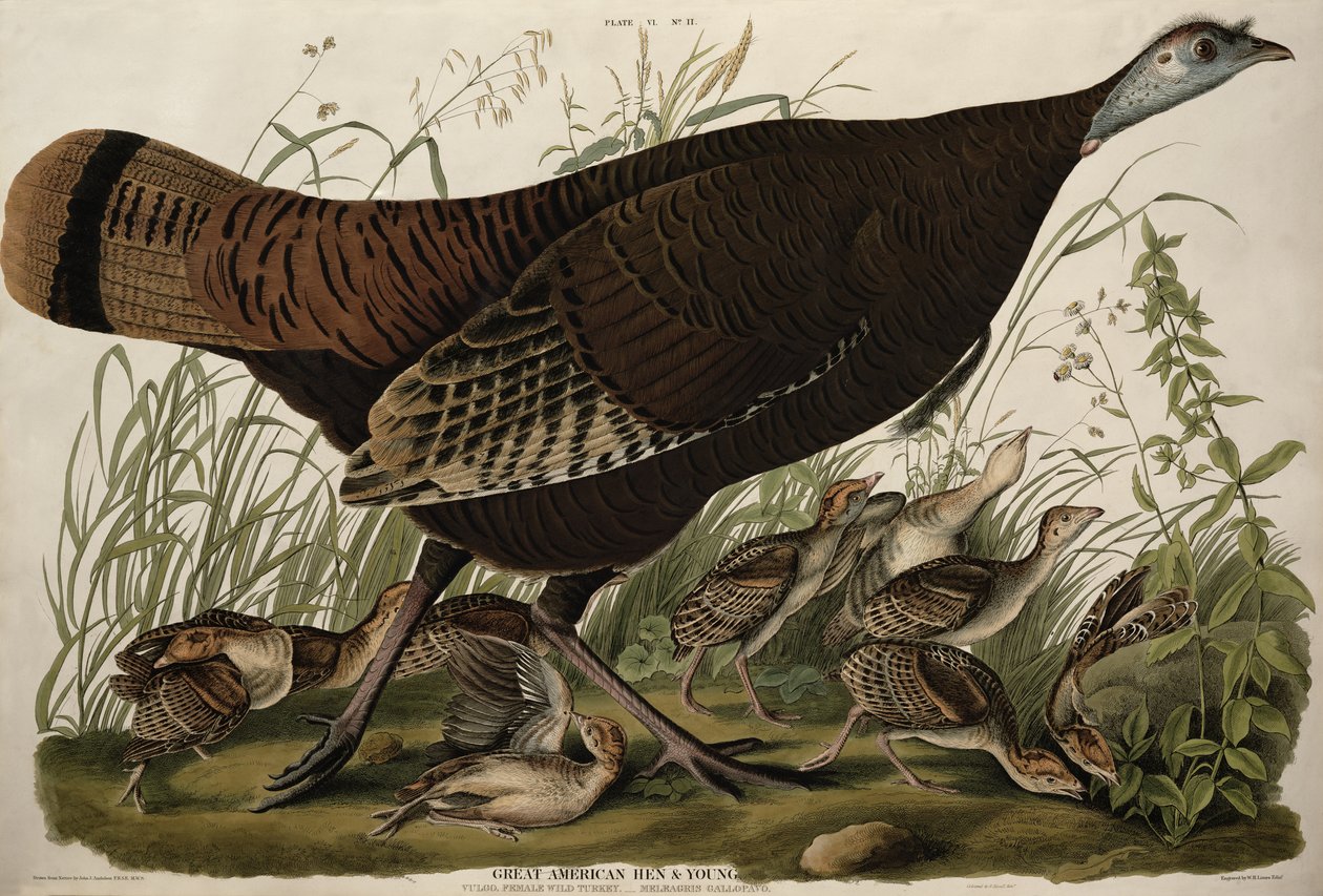 Great American Hen and Young，来自 W. H. Lizars (1788-1859) 雕刻并由 Robert Havell (1793-1878) 上色的“美国鸟类”（彩色雕刻） 作者 约翰·詹姆斯（后）奥杜邦