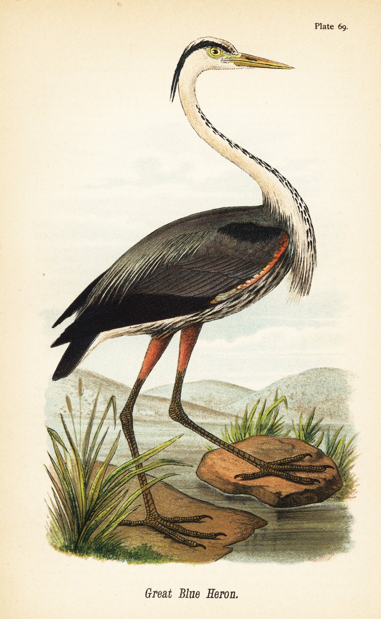 大蓝鹭，Ardea herodias 作者 约翰·詹姆斯（后）奥杜邦