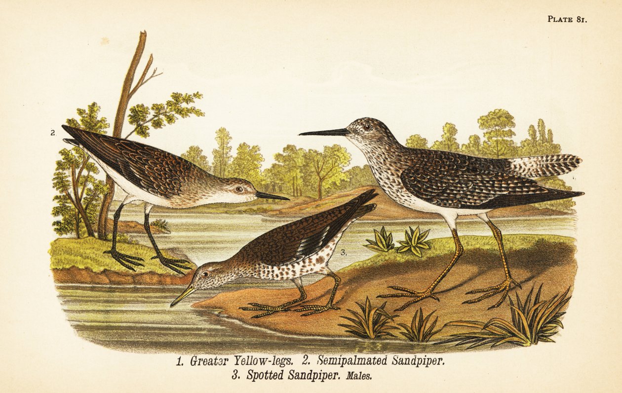 大黄腿，Tringa melanoleuca 1，半蹼鹬，Calidris pusilla 2，以及斑纹鹬，Actitis macularius 3 作者 约翰·詹姆斯（后）奥杜邦