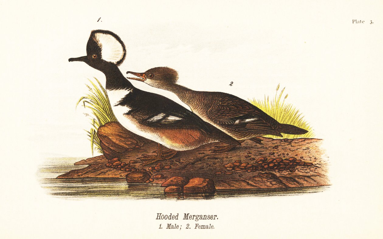 连帽秋沙鸭，Lophodytes cucullatus，雄1，雌2 作者 约翰·詹姆斯（后）奥杜邦