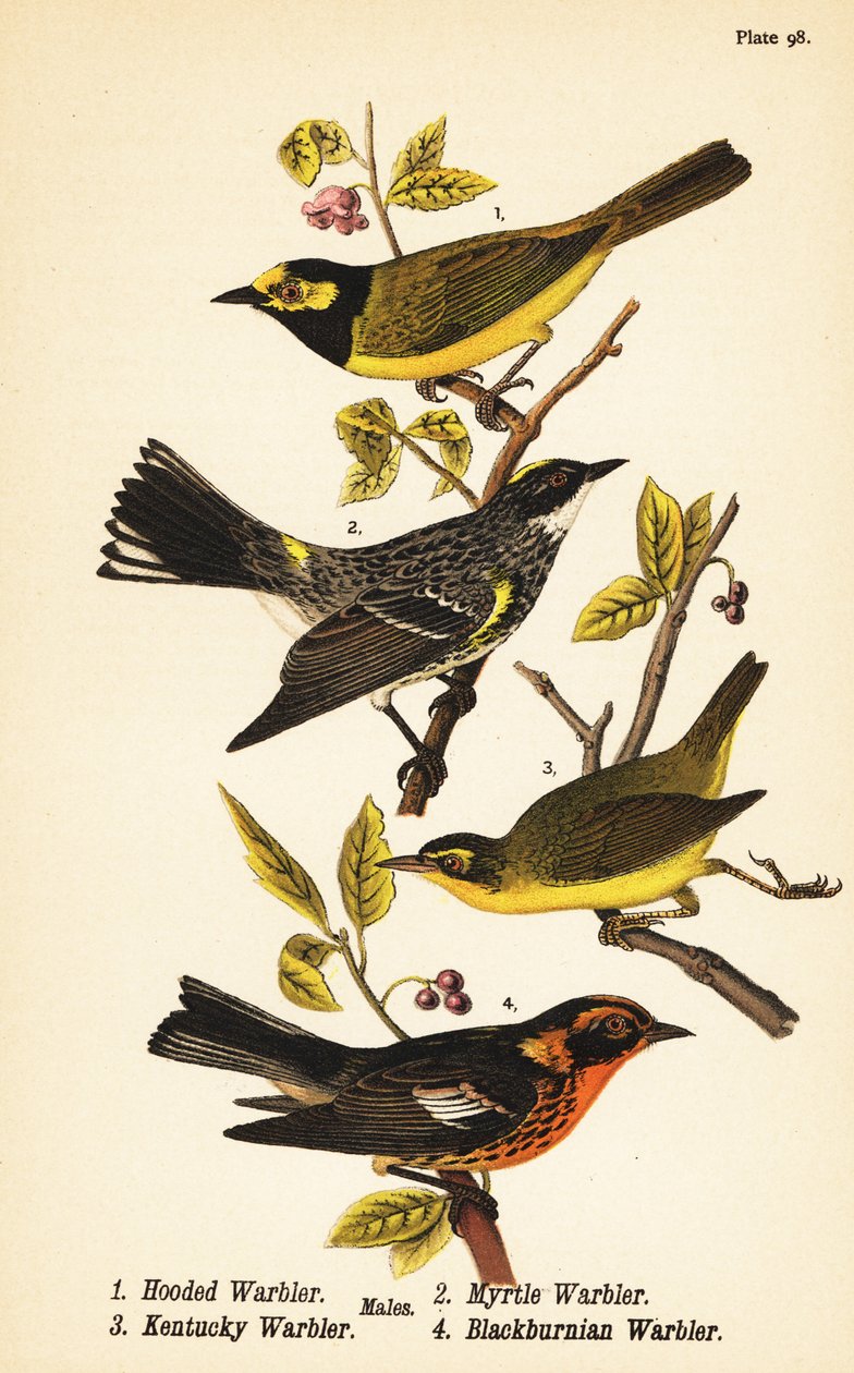 连帽莺，Setophaga citrina 1，黄腰莺，Setophaga coronata 2，肯塔基莺，Geothlypis formosa 3和黑布尔尼莺，Setophaga fusca 4 作者 约翰·詹姆斯（后）奥杜邦