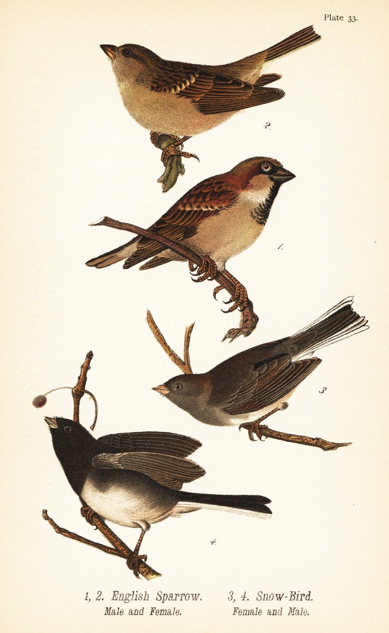 家麻雀、Passerdomesticus 和黑眼 junco、Junco hyemalis 作者 约翰·詹姆斯（后）奥杜邦
