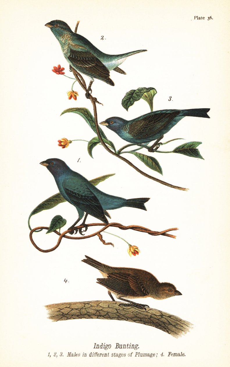 靛蓝鹀，Passerina cyanea，雄性在不同阶段的羽毛1,2,3，雌性4 作者 约翰·詹姆斯（后）奥杜邦