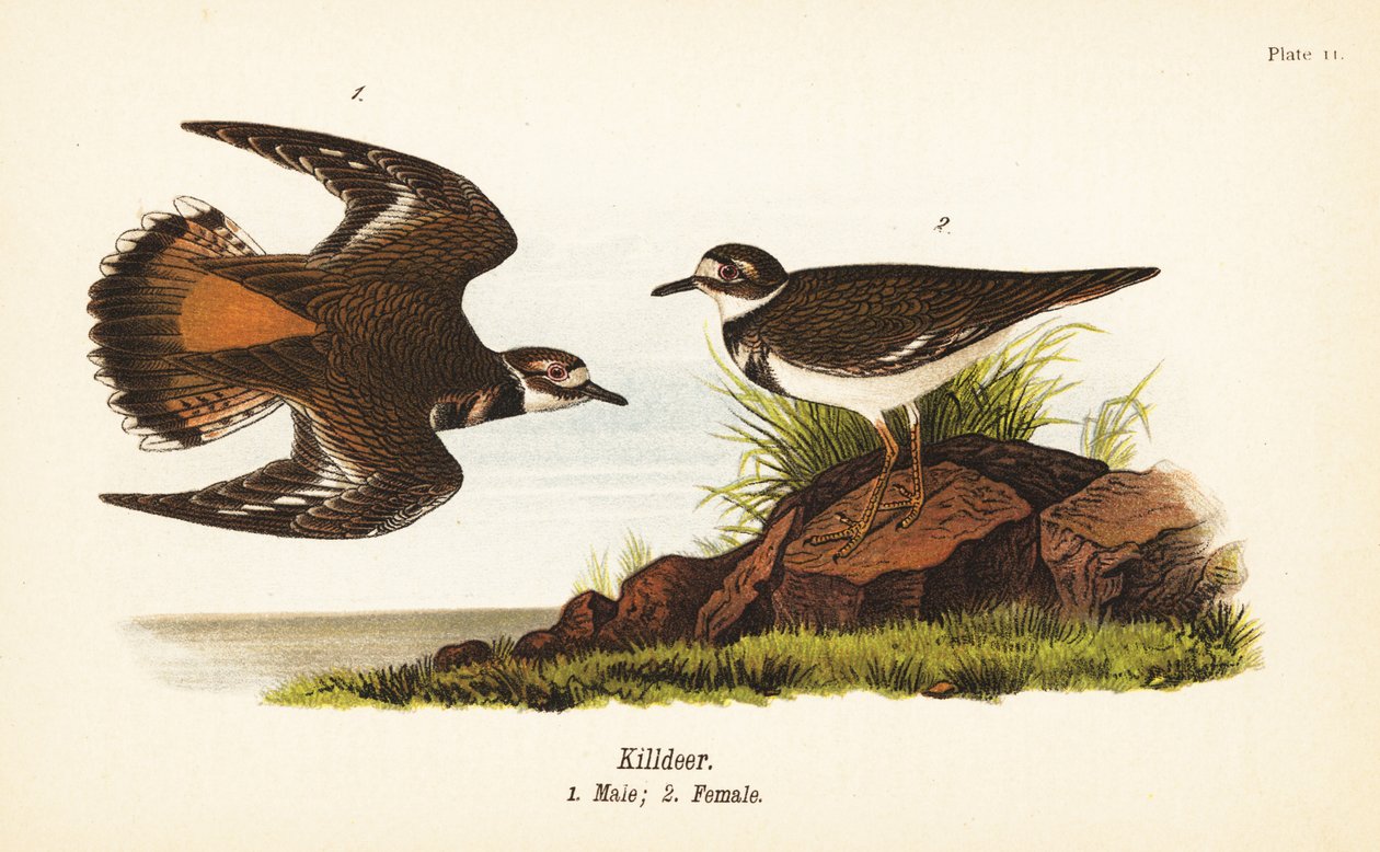 Killdeer, Charadrius vociferus, 雄性 1, 雌性 2 作者 约翰·詹姆斯（后）奥杜邦