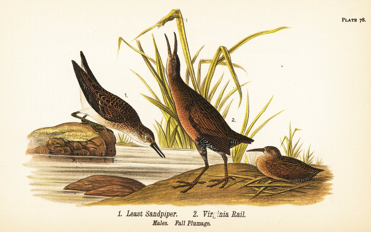 最小的鹬鸟，Calidris minutilla 1和弗吉尼亚轨道，Rallus limicola 2 作者 约翰·詹姆斯（后）奥杜邦